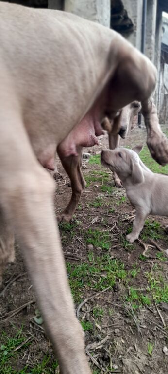 5373547  Cuccioli di weimaraner