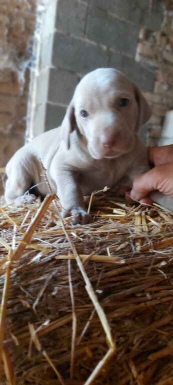 5375172  Cuccioli di weimaraner