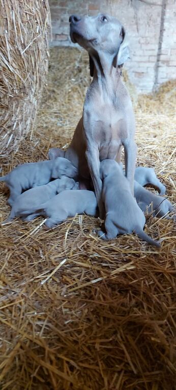 5375173  Cuccioli di weimaraner