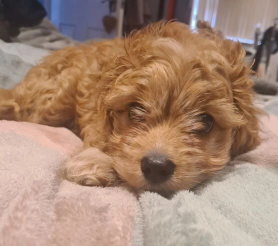 5405652  Cuccioli di Cavapoo femmina