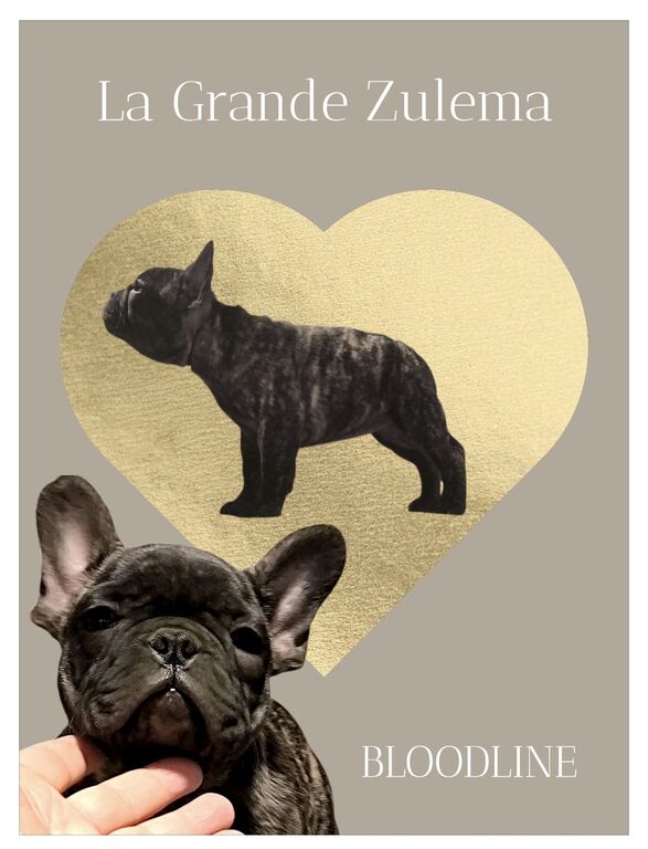 5406473  Cuccioli di bulldog francesi