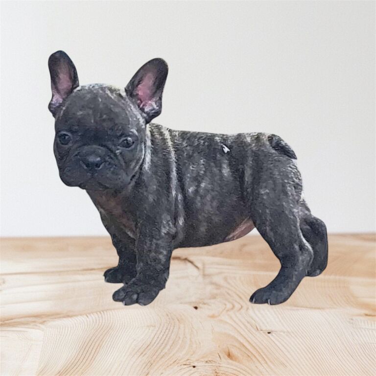 5406474  Cuccioli di bulldog francesi