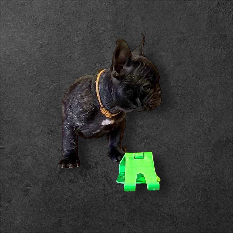 5406475  Cuccioli di bulldog francesi