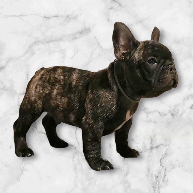 5406476  Cuccioli di bulldog francesi