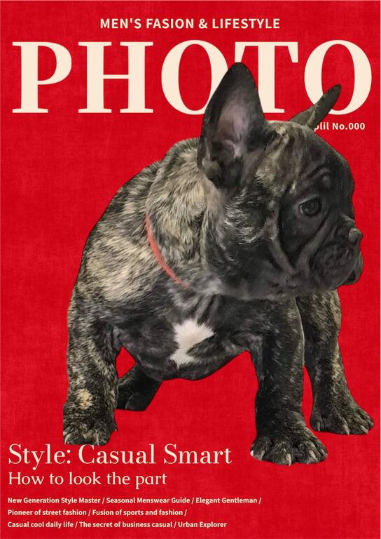 5406477  Cuccioli di bulldog francesi