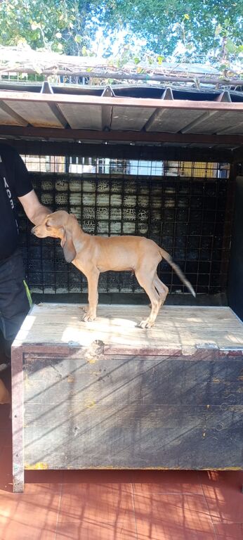 5407525  Cuccioli di segugio italiano