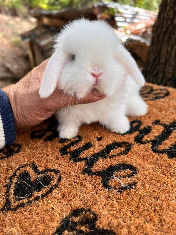 5407799  Cuccioli di minilop