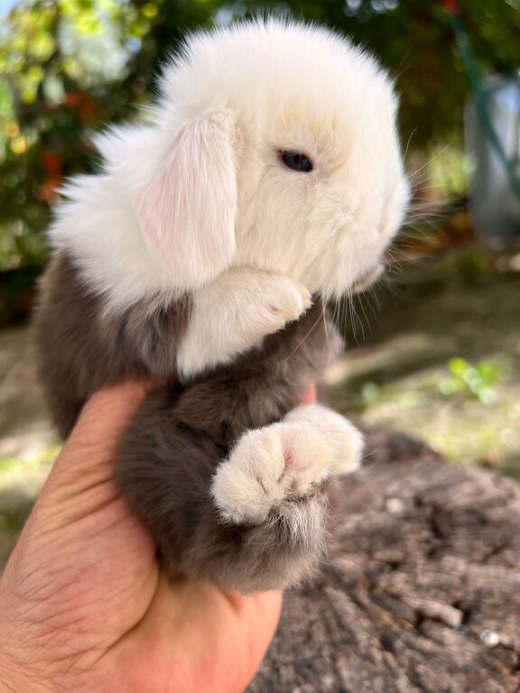 5407800  Cuccioli di minilop