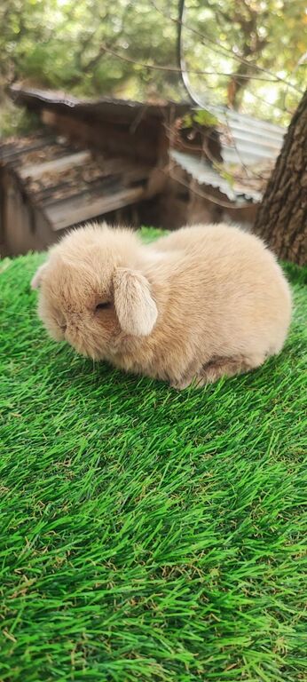 5407801  Cuccioli di minilop