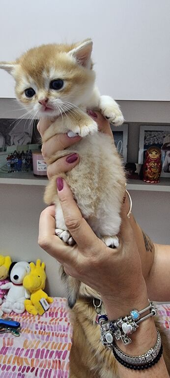 5402153  cuccioli gatti razza scottish