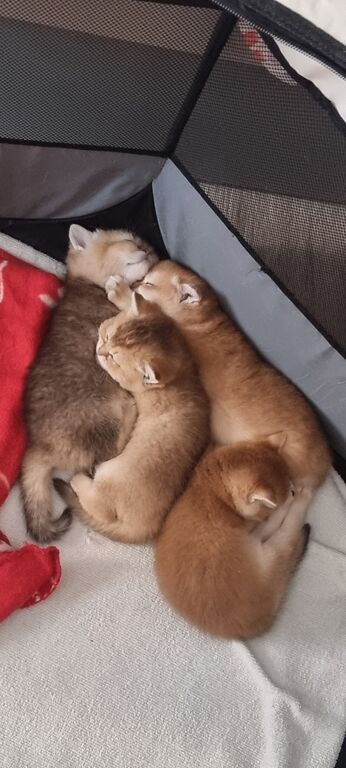 5402157  cuccioli gatti razza scottish