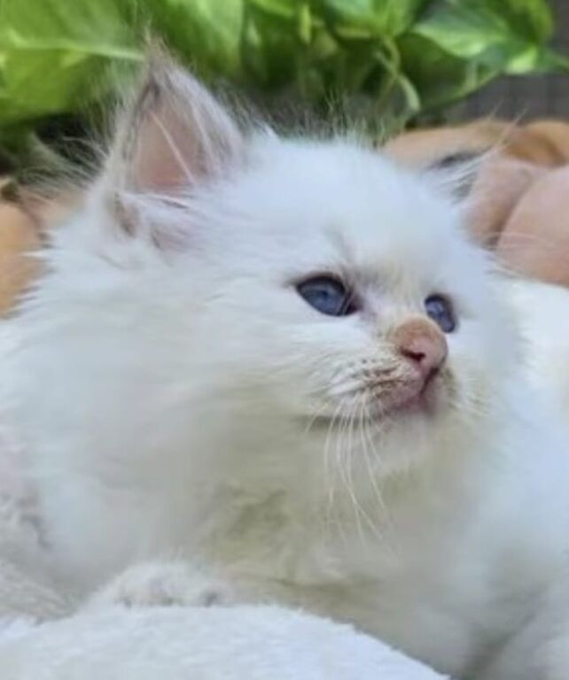 5406077  Cuccioli gatto Sacro di Birman