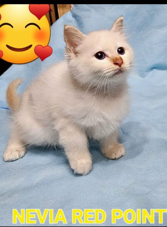 5406079  Cuccioli gatto Sacro di Birman