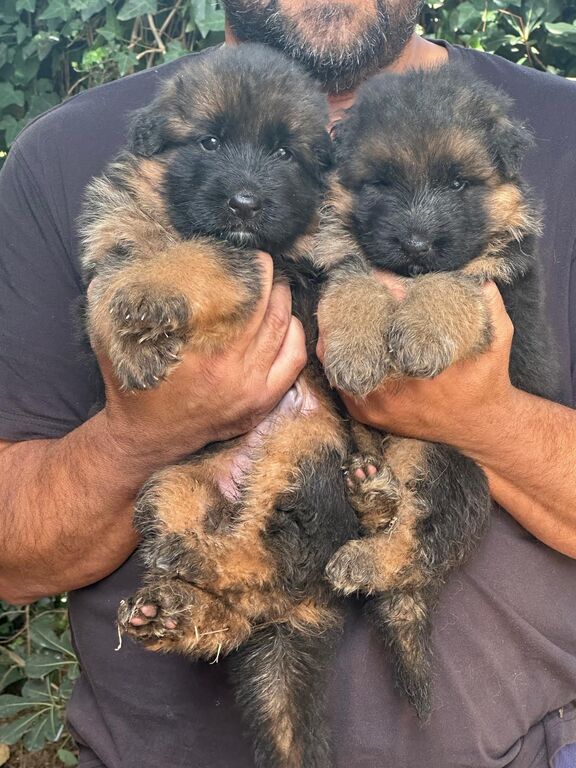 5405396  Cuccioli pastore tedesco