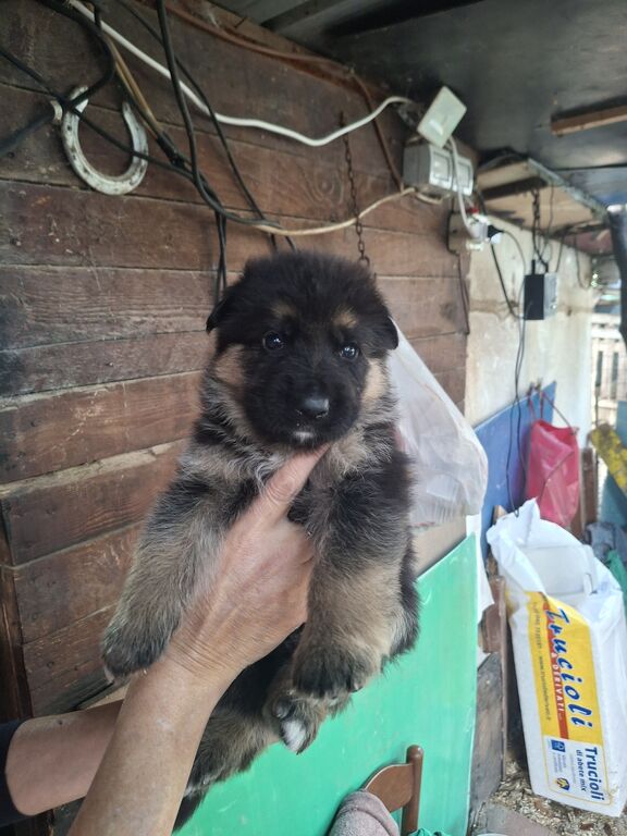 5410675  Cuccioli pastore tedesco