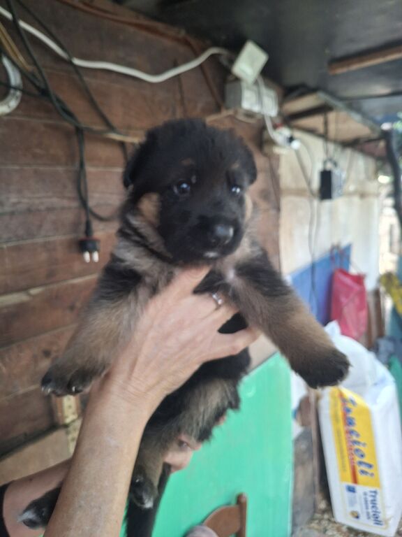 5410676  Cuccioli pastore tedesco