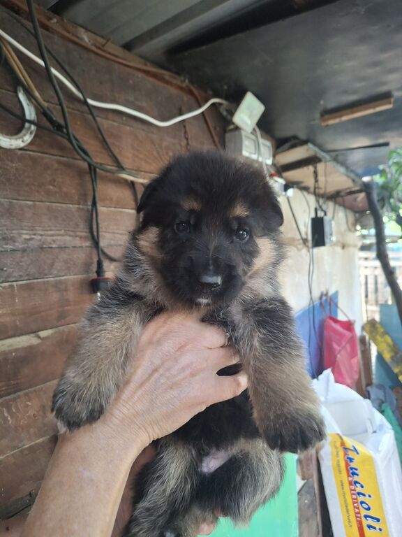 5410677  Cuccioli pastore tedesco