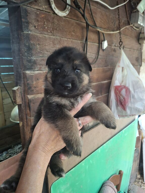 5410678  Cuccioli pastore tedesco