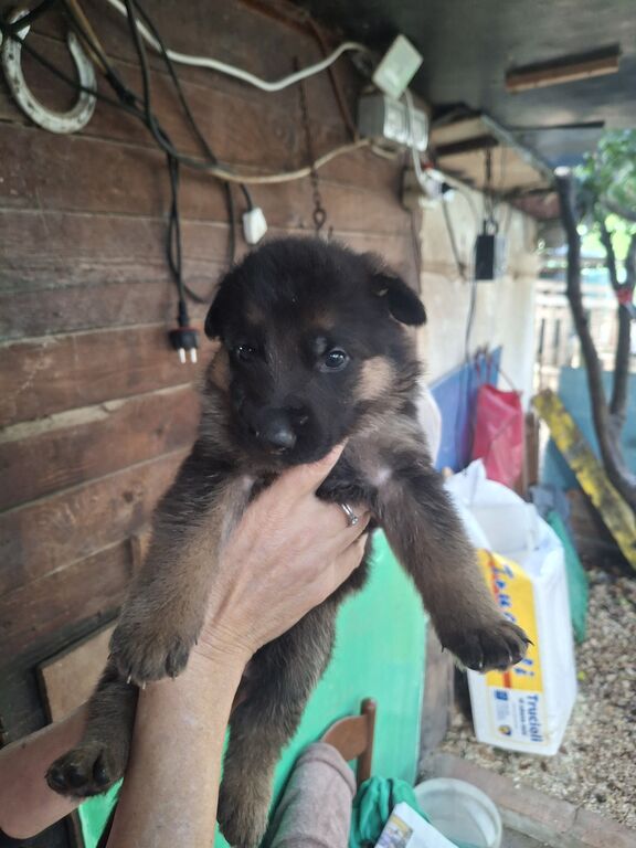 5410679  Cuccioli pastore tedesco