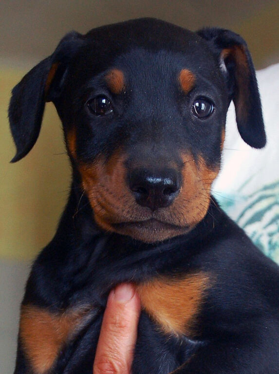 5402278  Dobermann cuccioli