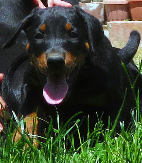 5402645  Dobermann cuccioli