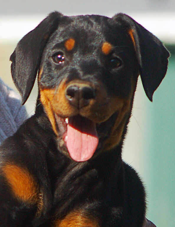 5402647  Dobermann cuccioli
