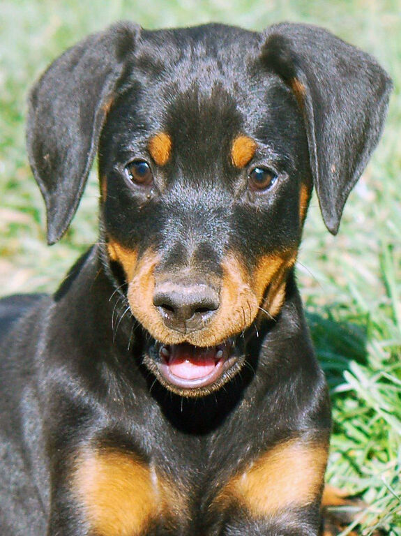 5402648  Dobermann cuccioli