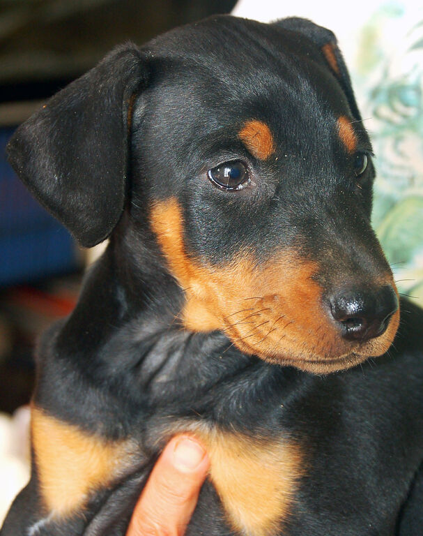 5402649  Dobermann cuccioli