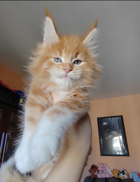5403701  dolcissimi cuccioli Maine Coon