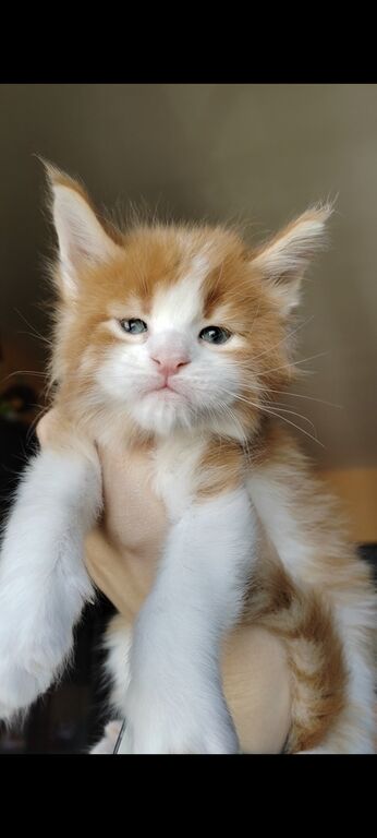 5403702  dolcissimi cuccioli Maine Coon