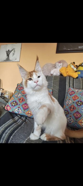 5403705  dolcissimi cuccioli Maine Coon