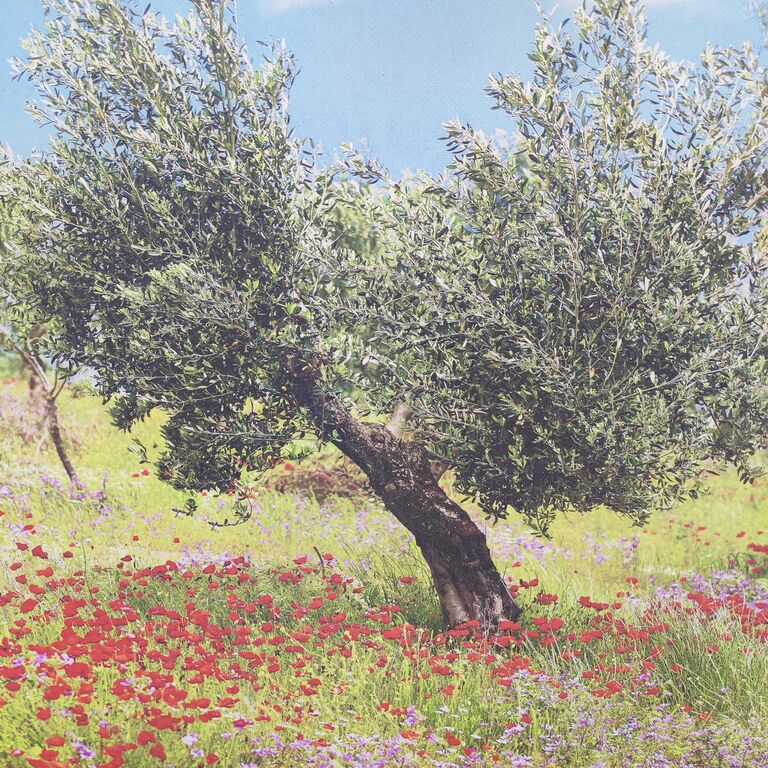 5398398 Fatina sensitiva medium