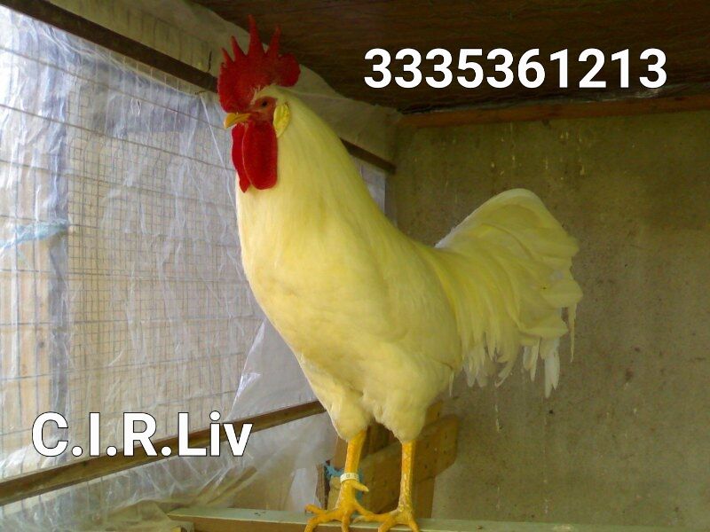 5358900  Galline di razza