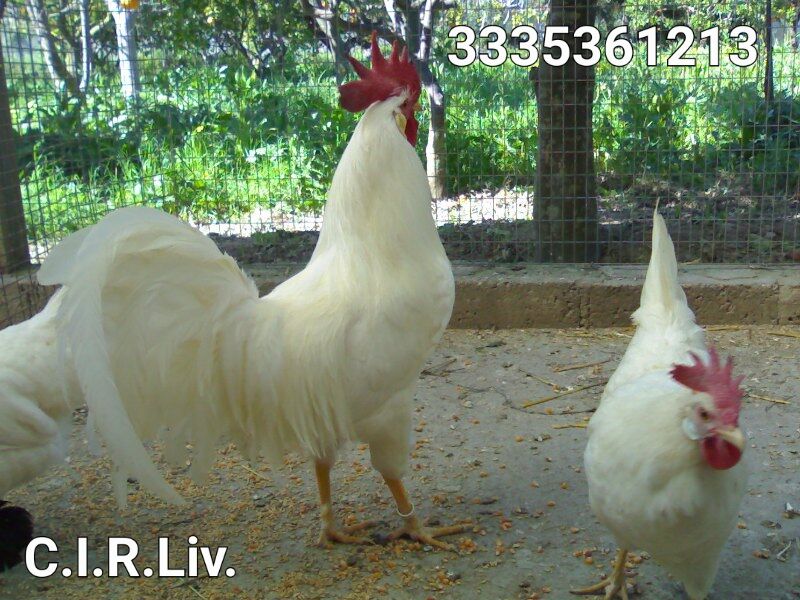 5358902  Galline di razza