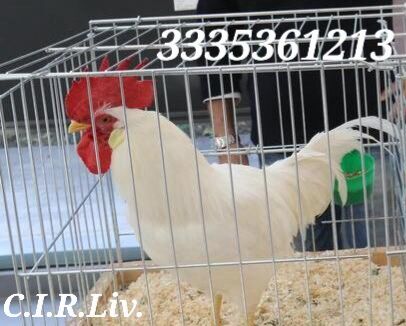 5375910  Galline livornesi in purezza