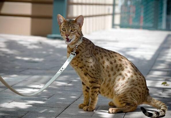 5351141 Cerco Gatti serval