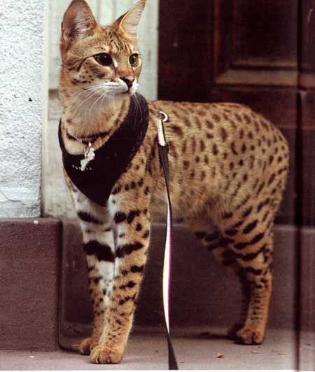 5351142 Cerco Gatti serval