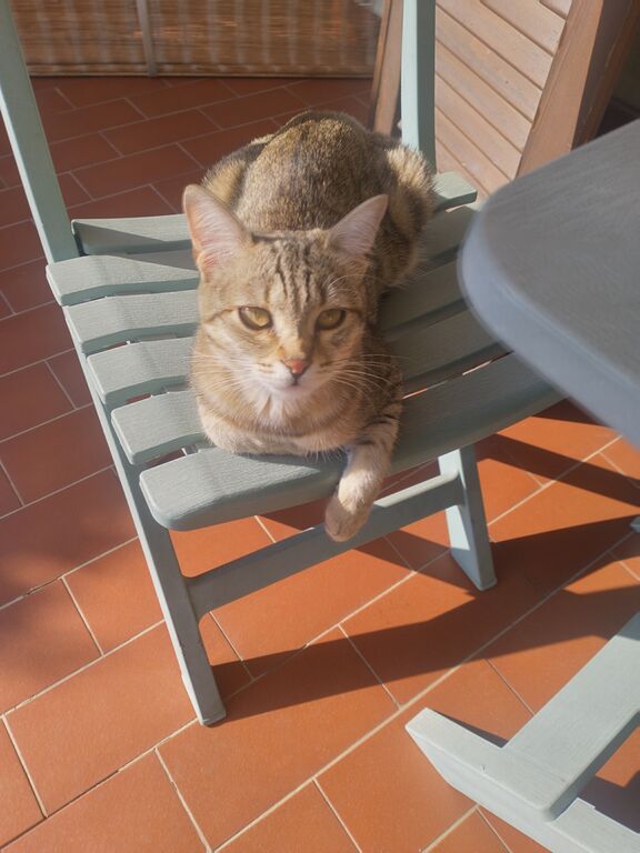 5372940 gattina