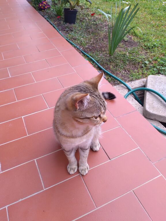 5372941 gattina