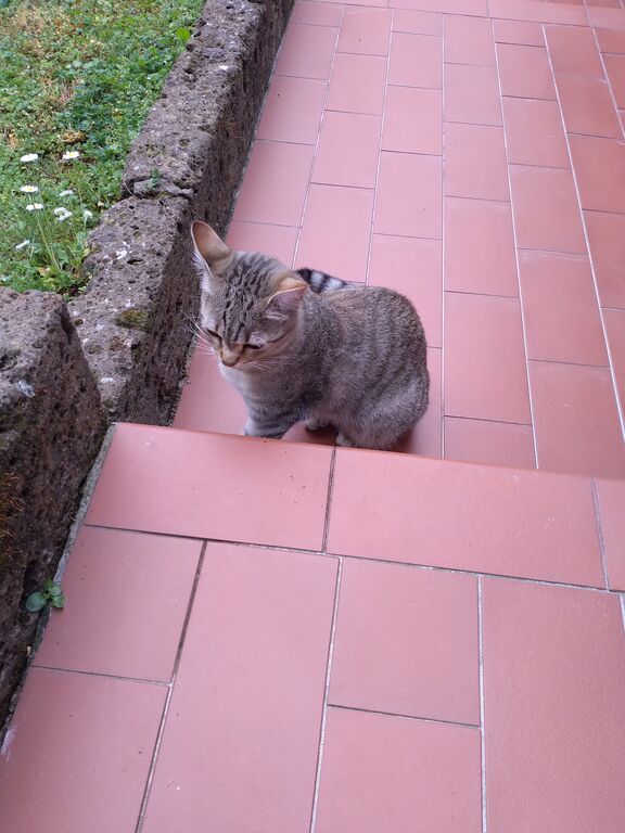 5372942 gattina