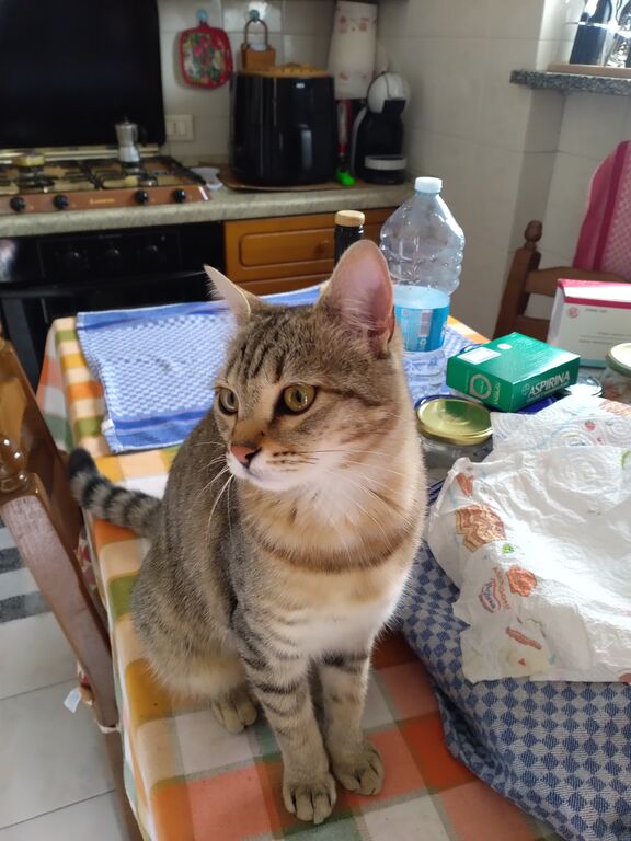 5372943 gattina