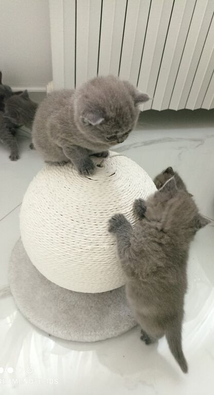 5379098  Gattini British shorthair