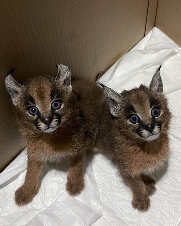 5404496  gattini di caracal disponibili