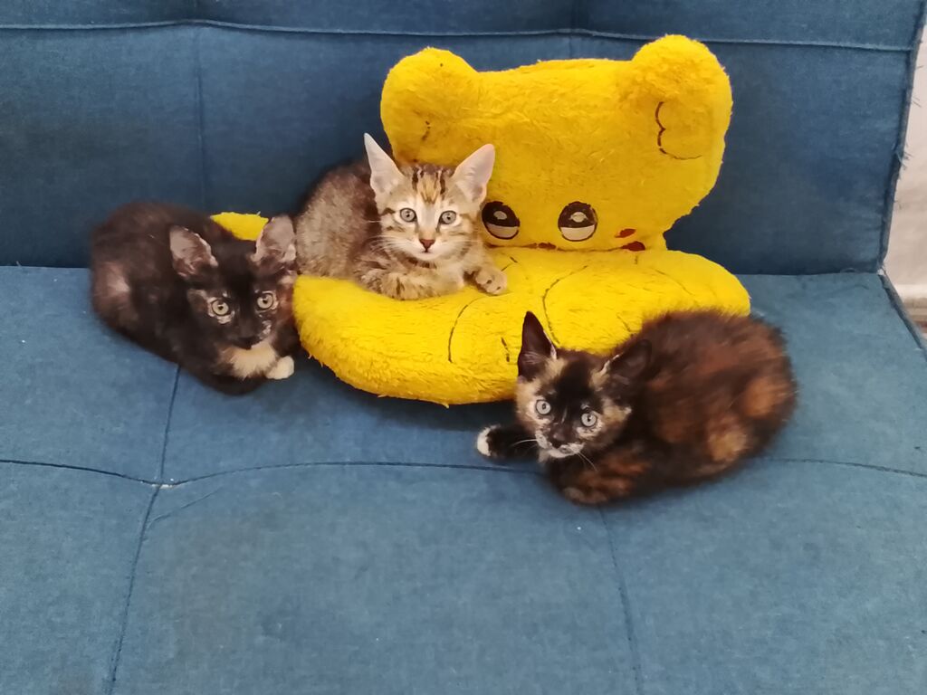 5406292 Gattini in regalo