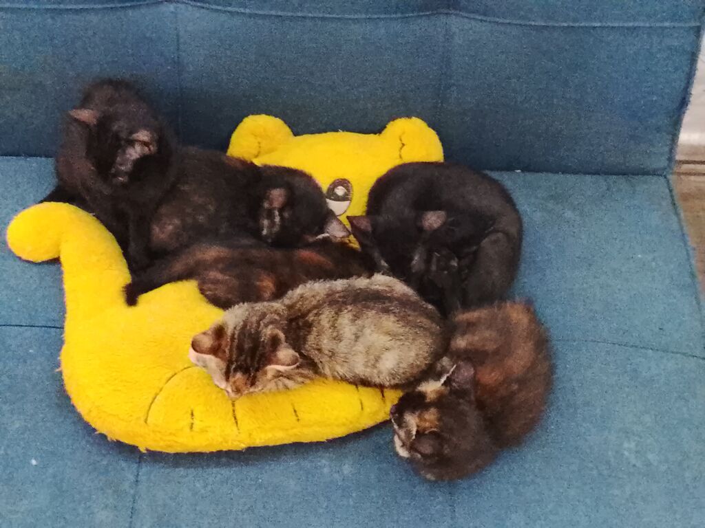 5406295 Gattini in regalo
