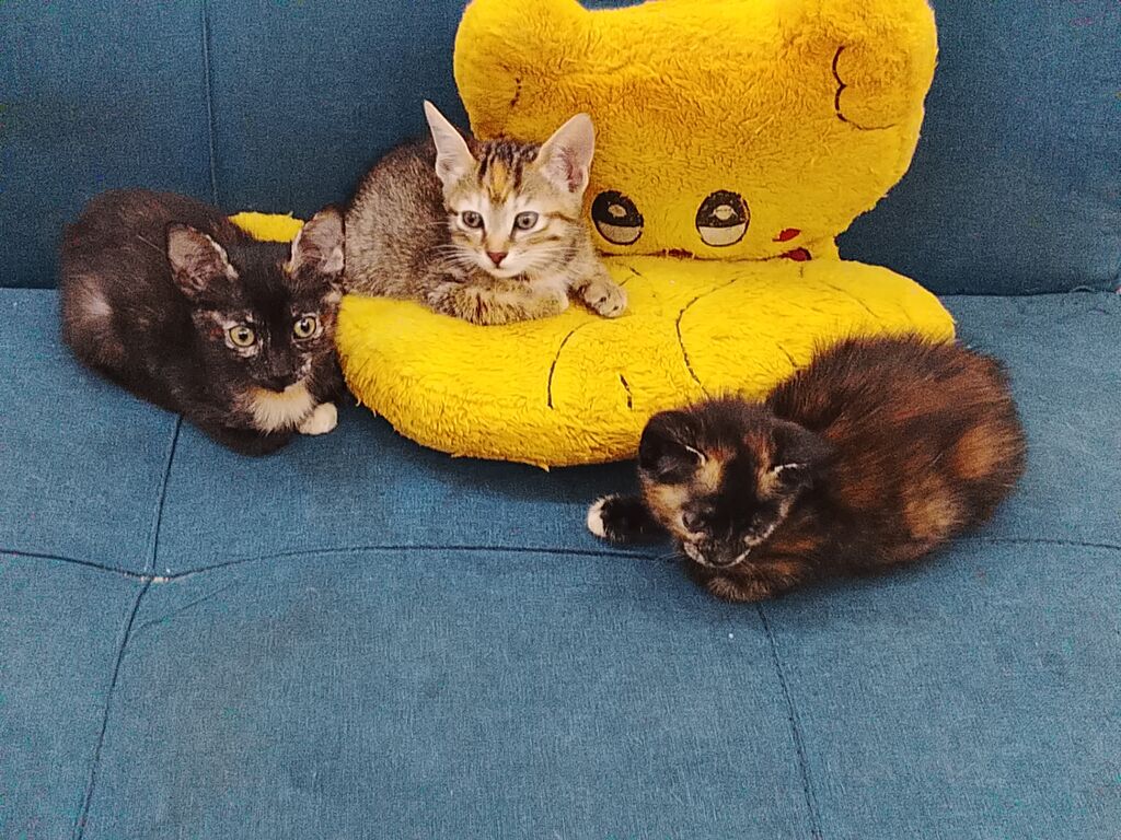 5406296 Gattini in regalo