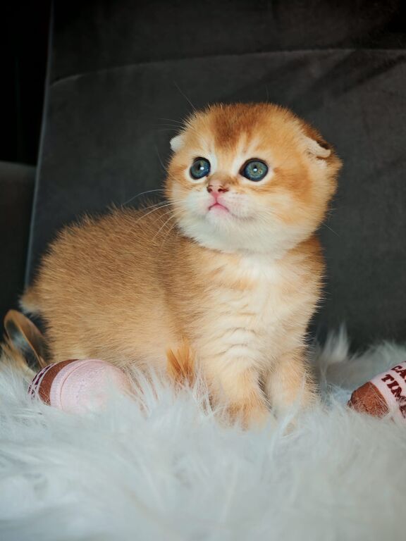 5403595  Gattini scottish