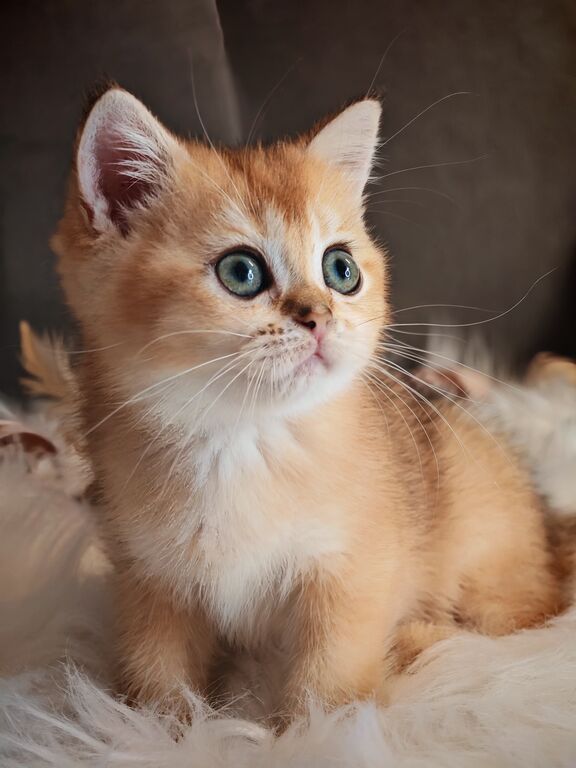 5403596  Gattini scottish