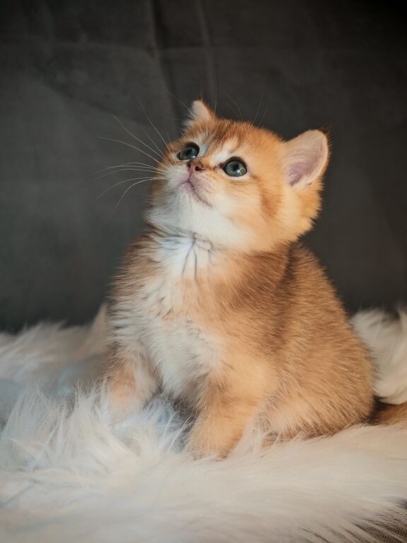 5403597  Gattini scottish