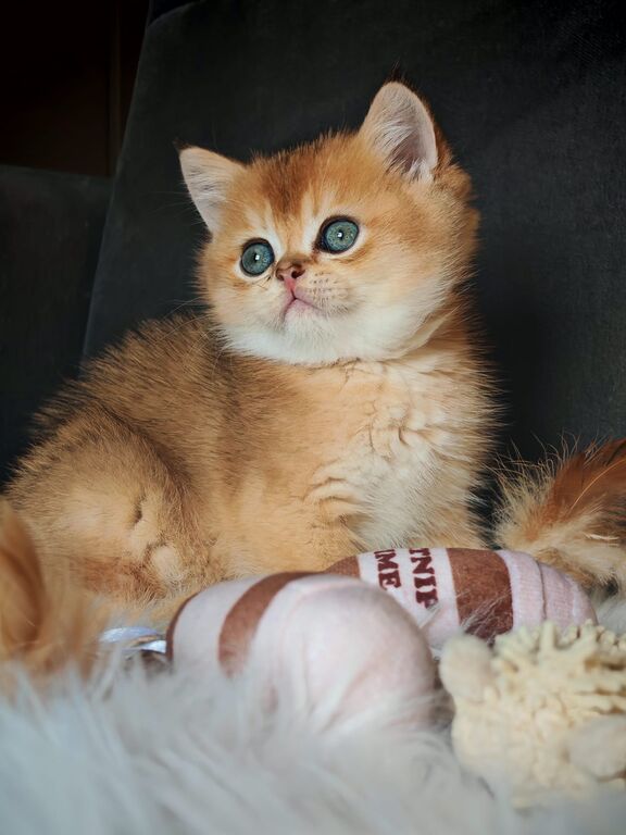 5403598  Gattini scottish